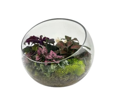 7" Slope Glass Terrarium